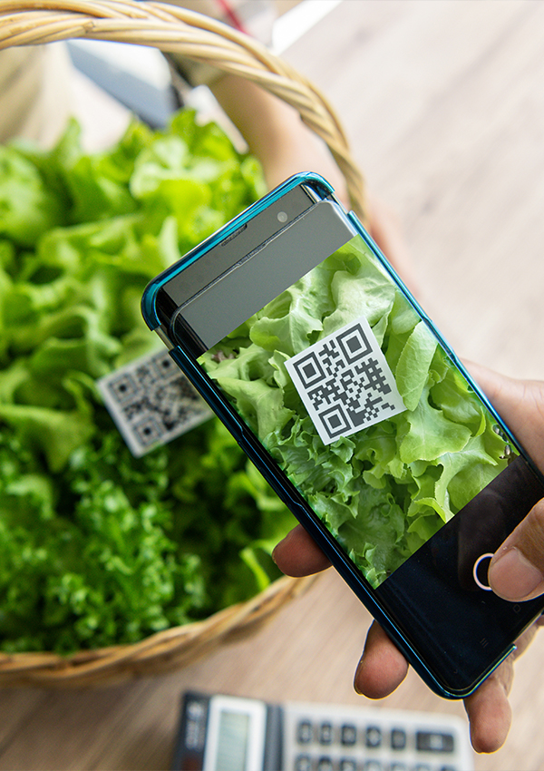 Wayni, Programación Html y Css